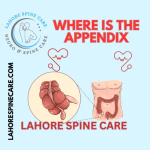Best Chiropractic Treatment in Lahore – Discover Relief at Lahore Spine Care 2 where is the appendix